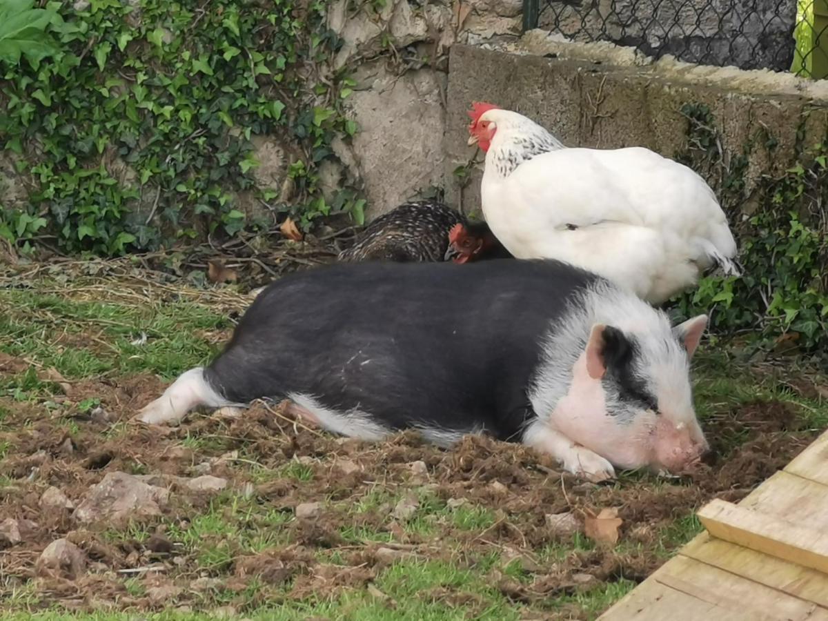 Au Domaine De Gigie Panzió Chervettes Kültér fotó